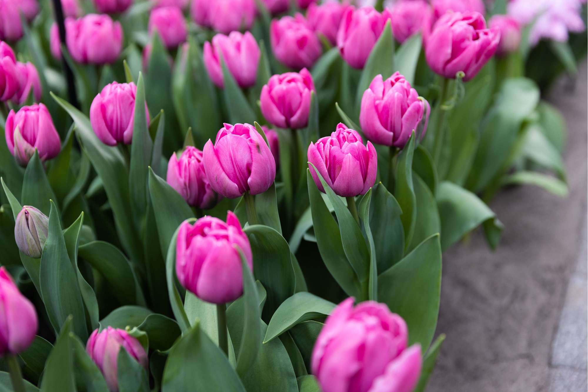 Tulpe 'Double You'